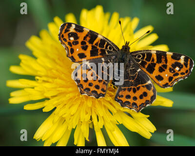 Araschnia levana, der Kartenschmetterling. Dies ist ein Exemplar der Frühlingsbrut. Stockfoto