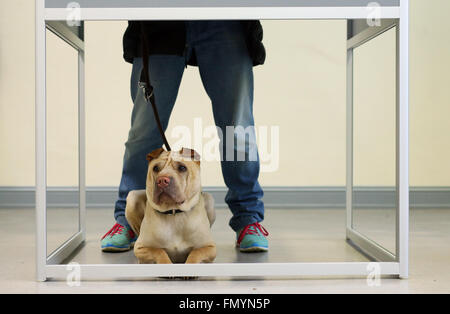 Magdeburg, Deutschland. 13. März 2016. Shar Pei Ares sitzt in einer Wahlkabine, als sein Besitzer eine Wahlstimme in Magdeburg, Deutschland, 13. März 2016 wirft. Foto: RONNY HARTMANN/Dpa/Alamy Live News Stockfoto