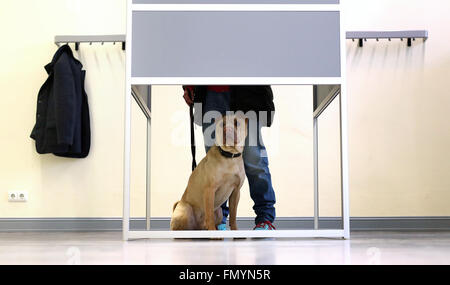 Magdeburg, Deutschland. 13. März 2016. Shar Pei Ares sitzt in einer Wahlkabine, als sein Besitzer eine Wahlstimme in Magdeburg, Deutschland, 13. März 2016 wirft. Foto: RONNY HARTMANN/Dpa/Alamy Live News Stockfoto