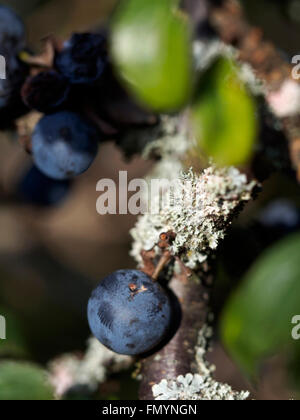 Schlehe, Prunus Spinosa (schlehe) Frucht auf Flechten bewachsene Zweig Stockfoto