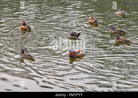 Gruppe von wilden Mandarin-Enten in einem Teich Stockfoto