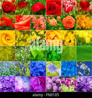 Frühling Blumen collage Stockfoto