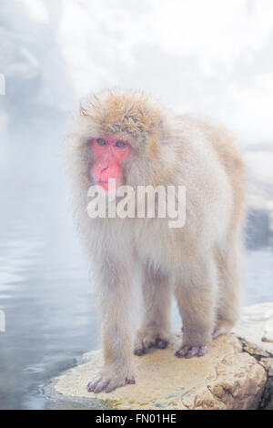 Ein Schnee-Affe am Jigokudani Sprudel, Japan. Stockfoto