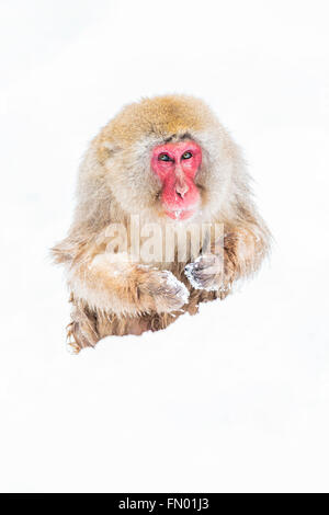 Ein Schnee-Affe spielen im Schnee in der Nähe Jigokudanis Thermalquelle, Japan. Stockfoto