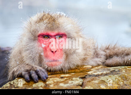 Ein Schnee-Affe am Jigokudani Sprudel, Japan. Stockfoto