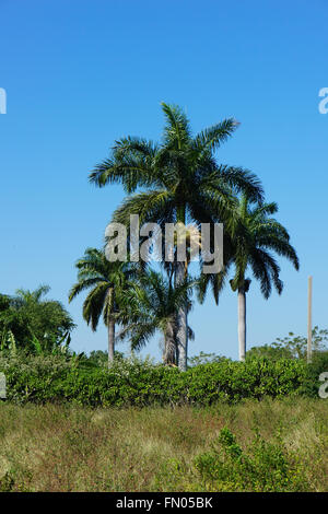 Tropische Landwirtschaft Land und Banane Plantage mit großen Palmen gegen den blauen Himmel ragt Stockfoto