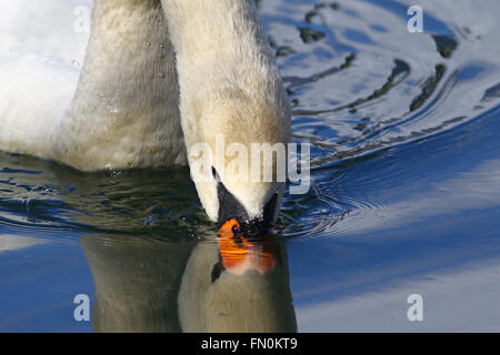 Close-up Portrait von einem Höckerschwan trinken in einem See mit Reflexionen Stockfoto