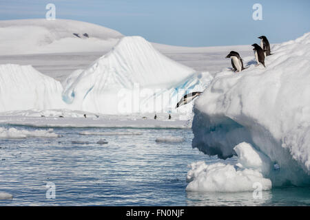Antarktis, antarktische Halbinsel, Brown Bluff. Adelie Pinguin, Pinguine tauchen vor Eisberg Stockfoto