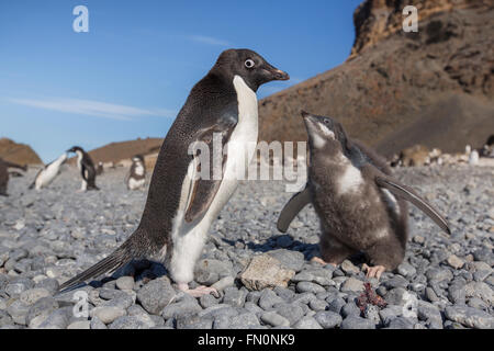 Antarktis, antarktische Halbinsel, Brown Bluff. Adelie Penguin, Erwachsener und Küken Stockfoto