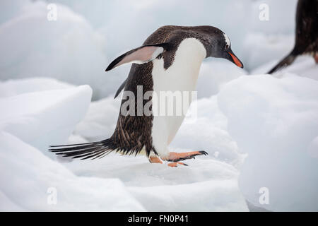 Antarktis, Antarktische Halbinsel, Neko Harbour, Gentoo Pinguin Stockfoto