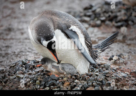 Antarktis, antarktische Halbinsel, Port Lockroy, Gentoo, Pinguin, Erwachsene mit Küken im nest Stockfoto