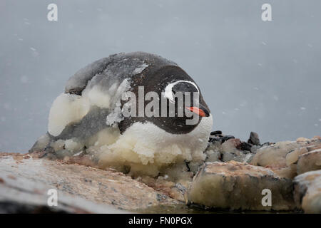 Antarktis, antarktische Halbinsel, Booth Island, Gentoo Penguin auf Nest, liegend mit Eis bedeckt Stockfoto