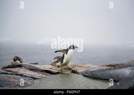 Antarktis, antarktische Halbinsel, Booth Island, Gentoo Penguin Abrufen von Steinen auf Nest setzen Stockfoto