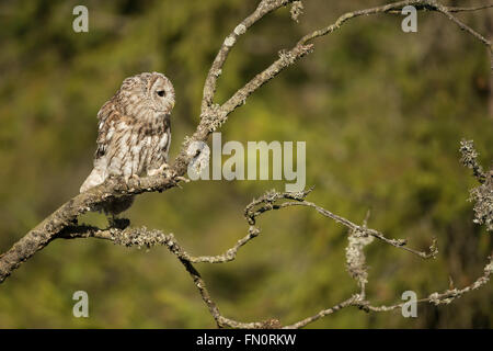 Waldkauz / Waldkauz (Strix Aluco) thront auf einem Ast eines alten Baumes vor einem Waldrand Zuschauern auf. Stockfoto