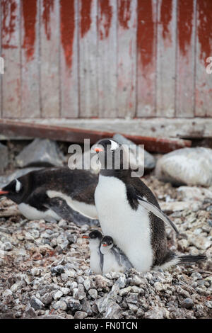Antarktis, antarktische Halbinsel, Petermann Island, Gentoo, Pinguin, Gentoo Penguin mit Küken. Stockfoto
