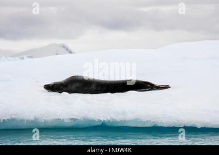 Antarktis, Leopard seal, antarktische Halbinsel, Curtiss Bay, Seeleopard auf Eisscholle liegend Stockfoto