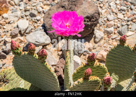 Beavertail Kaktus (Opuntia Basilaris) blühen im Eureka Valley, Death Valley Nationalpark, Kalifornien Stockfoto