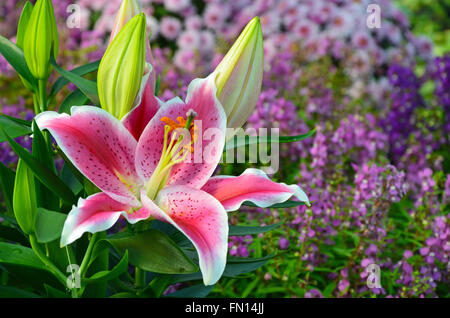 Schöne rosa Stargazer Lilie Blume Stockfoto