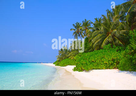 Malediven Insel. Paradies in den Tropen. Stockfoto