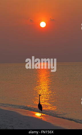 Graureiher Angeln bei Sonnenuntergang am Strand Stockfoto