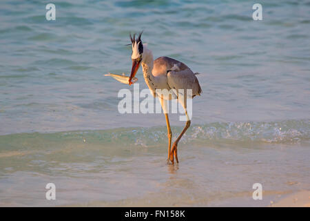 Graureiher Angeln bei Sonnenuntergang am Strand Stockfoto