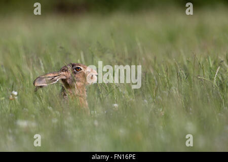 Feldhase; Lepus Capensis Single in Wiese Isle Of Man; UK Stockfoto