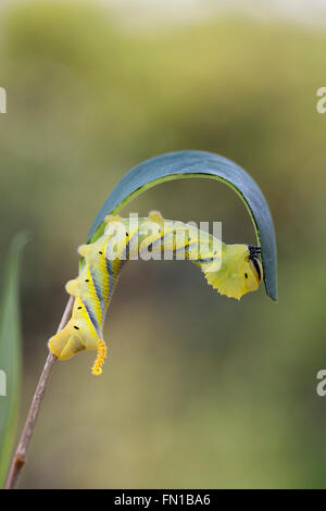 Tod Kopf Hawkmoth Larve; Acherontia Atropos auf Liguster UK Stockfoto