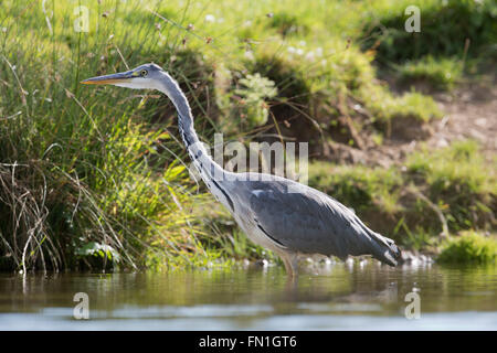 Graureiher; Ardea Cinerea einzelne unreifen Cornwall; UK Stockfoto