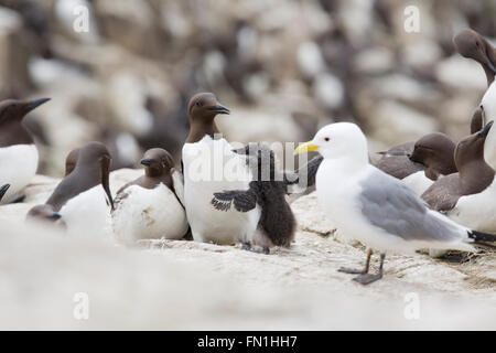 Guillemot; Uria Aalge Kolonie; Erwachsener mit Küken Farne; Northumberland; UK Stockfoto