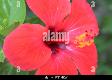 Roter Hibiskus hautnah Stockfoto