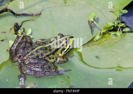 Seefrosch (Rana Ridibunda) auf Seerosenblatt teilweise im Wasser im Querformat. Grünen und schwarzen Markierungen. Stockfoto