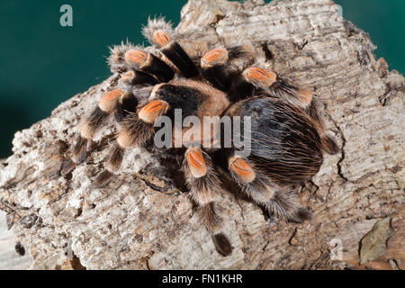 Mexikanische rote kneten Spider oder Vogelspinne (Brachypelma Smithi). Stockfoto