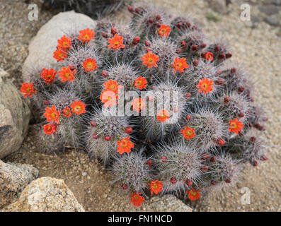 Blühende Blumen Frühling Kaktuswüste in Scottsdale, Arizona, usa Stockfoto