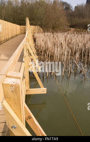 Holzbrücke über Röhricht, gebaut von Maydencroft Ltd Stockfoto