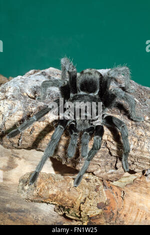 Brasilianische schwarze Tarantel (Lebensraum Pulchra). Stockfoto