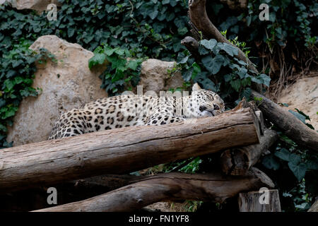 Ein panthera Pardus saxicolor Leopard in die Tisch Familie Zoologische Gärten im Volksmund als das Jerusalem biblischen Zoo in der Nähe von Malha west Jerusalem Israel bekannt Stockfoto