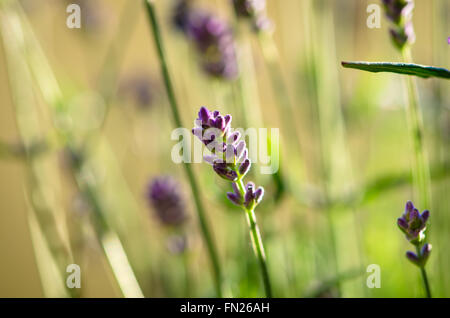 blühenden Lila Lavendel Blume vor grünem Hintergrund Stockfoto