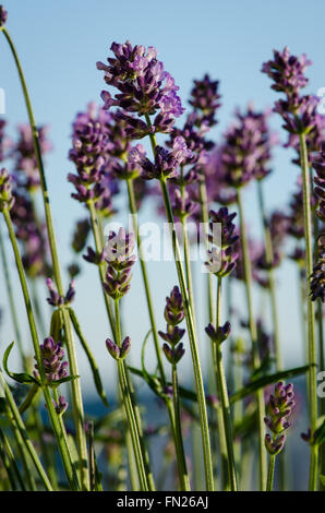 blühenden Lila Lavendel Blume vor blauem Hintergrund Stockfoto