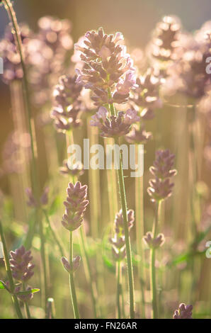 blühenden Lila Lavendel Blume grün blau Hintergrund Stockfoto