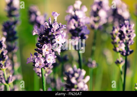 blühenden Lila Lavendel Blume vor grünem Hintergrund Stockfoto