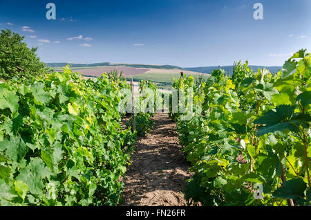 Landschaft im Weinberg im Sommer, Katselovo, Bulgarien Stockfoto