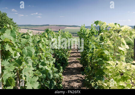 Landschaft im Weinberg im Sommer, Katselovo, Bulgarien Stockfoto