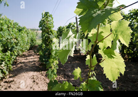 Landschaft im Weinberg im Sommer, Katselovo, Bulgarien Stockfoto