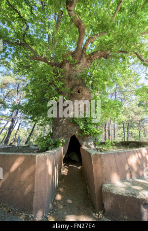 Einen alten Baum in Archipolis Dorf auf Rhodos Insel Stockfoto