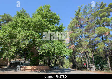 Einen alten Baum in Archipolis Dorf auf Rhodos Insel Stockfoto