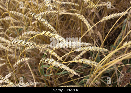 Reife Ähren wachsen in einem Feld Stockfoto