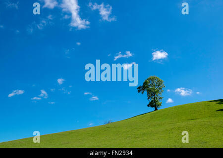 Einsamer Treeon Braue des Hügels in Usk Valley Ahainst leuchtend blauen Sommerhimmel mit spärlichen weißen Wolken. Monmouthshire Wales UK Stockfoto