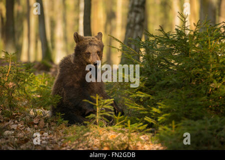 Europäischer Braunbär / Braunbaer (Ursus Arctos), jungen Cub, sitzen im Unterholz einen sonnigen Wald komische Ansicht. Stockfoto