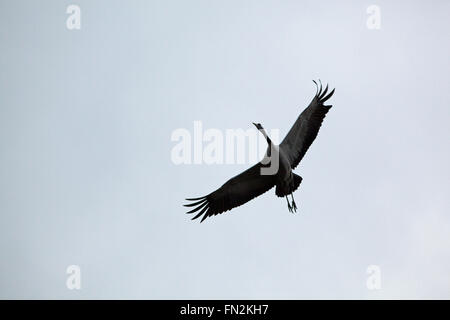 Gemeinsame oder eurasischer Kranich (Grus Grus). Annäherung an einen Landeplatz. Nummer fünf primäre Flügel fehlen, oder gebrochen. Stockfoto