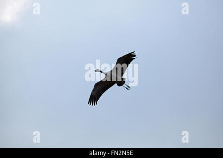 Gemeinsame oder eurasischer Kranich (Grus Grus). Annäherung an einen Landeplatz. Nummer fünf primäre Flügel fehlen, oder gebrochen. Stockfoto